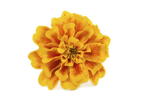 Marigold